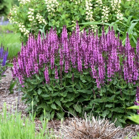 Proven Winners&reg; Color Spires&reg; Pink Profusion Salvia - Nature Hills Nursery - Quart Container - 