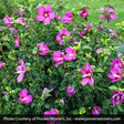 Proven Winners&reg; ColorChoice&reg; Lil' Kim&reg; Violet Rose of Sharon - Nature Hills Nursery - #2 Container - 