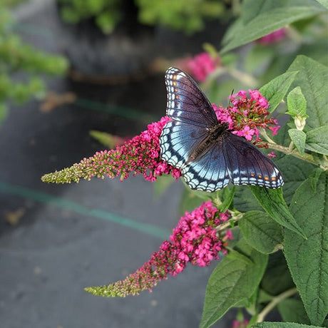 Proven Winners&reg; ColorChoice&reg; Lo & Behold&reg; Ruby Chip&reg; Butterfly Bush - Nature Hills Nursery - #3 Container - 