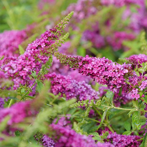 Proven Winners&reg; ColorChoice&reg; Lo & Behold&reg; Ruby Chip&reg; Butterfly Bush - Nature Hills Nursery - #3 Container - 