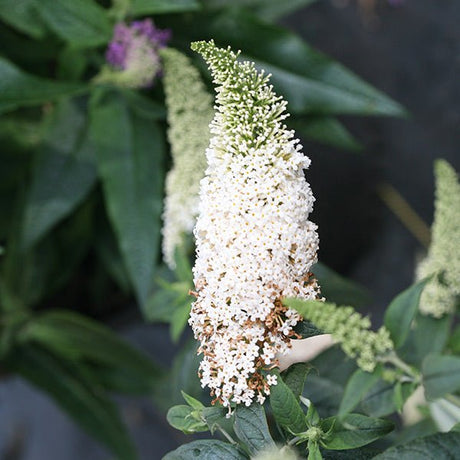 Proven Winners&reg; ColorChoice&reg; Pugster White&reg; Butterfly Bush - Nature Hills Nursery - #3 Container - 