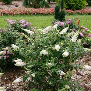 Proven Winners&reg; ColorChoice&reg; Pugster White&reg; Butterfly Bush - Nature Hills Nursery - #3 Container - 