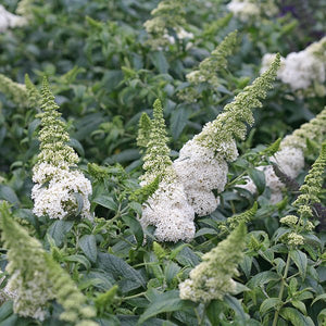 Proven Winners&reg; ColorChoice&reg; Pugster White&reg; Butterfly Bush - Nature Hills Nursery - #3 Container - 