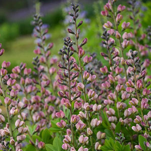 Proven Winners&reg; Decadence&reg; Pink Truffles False Indigo - Nature Hills Nursery - #1 Container - 