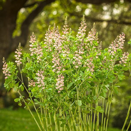 Proven Winners&reg; Decadence&reg; Pink Truffles False Indigo - Nature Hills Nursery - #1 Container - 