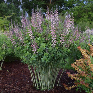 Proven Winners&reg; Decadence&reg; Pink Truffles False Indigo - Nature Hills Nursery - #1 Container - 
