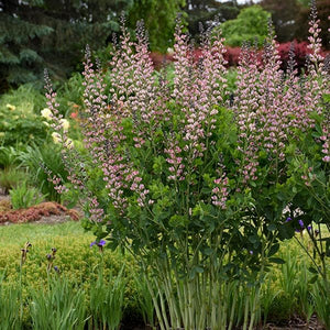 Proven Winners&reg; Decadence&reg; Pink Truffles False Indigo - Nature Hills Nursery - #1 Container - 