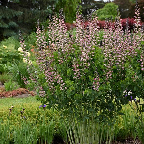 Proven Winners&reg; Decadence&reg; Pink Truffles False Indigo - Nature Hills Nursery - #1 Container - 