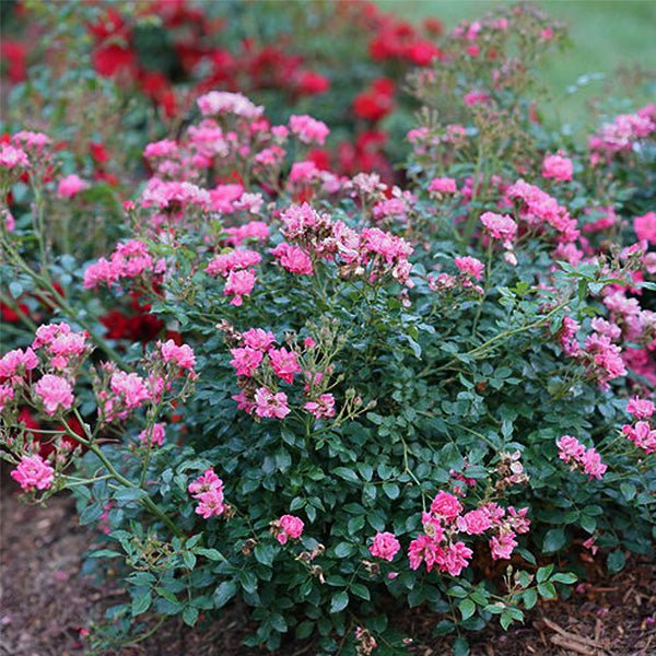 Proven Winners&reg; Oso Easy&reg; Pink Double Shrub Rose - Nature Hills Nursery - #2 Container - 