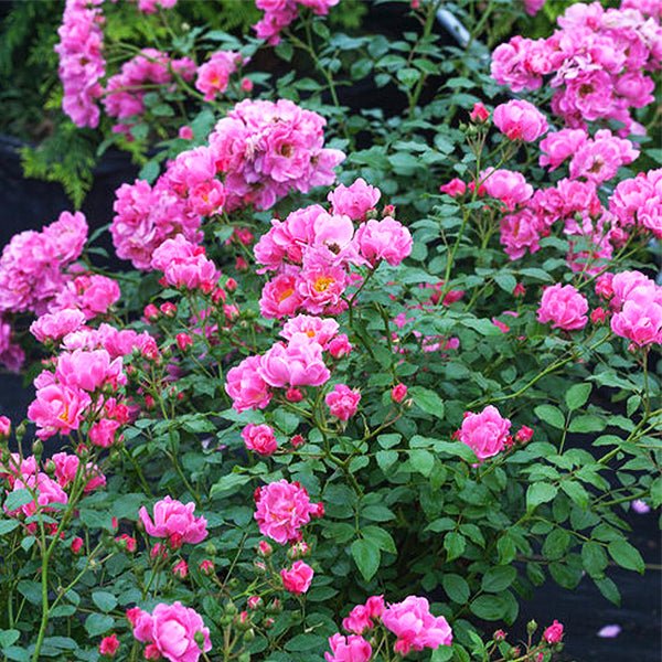Proven Winners&reg; Oso Easy&reg; Pink Double Shrub Rose - Nature Hills Nursery - #2 Container - 