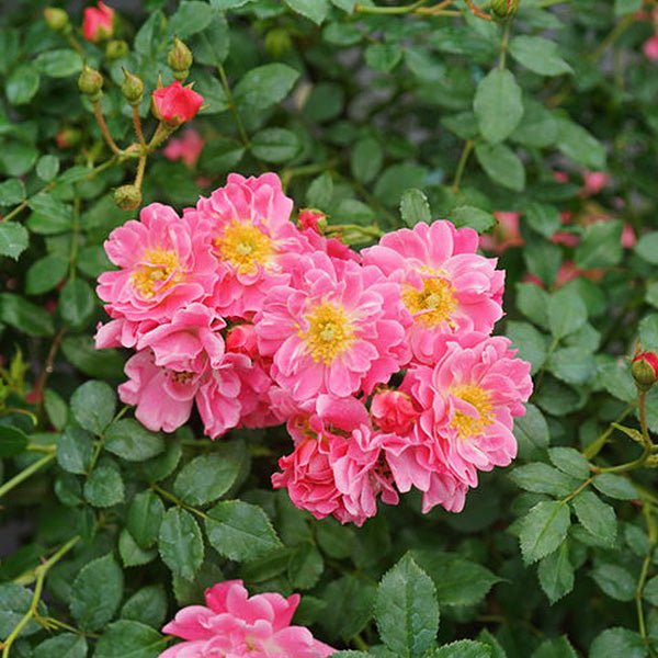 Proven Winners&reg; Oso Easy&reg; Pink Double Shrub Rose - Nature Hills Nursery - #2 Container - 