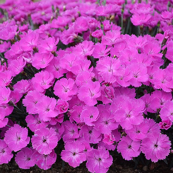 Proven Winners&reg; Paint The Town Fuchsia Dianthus - Nature Hills Nursery - #1 Container - 
