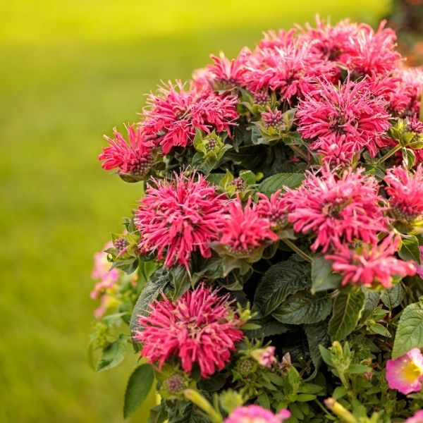 Proven Winners&reg; Pardon My Cerise Bee Balm - Nature Hills Nursery - #1 Container - 