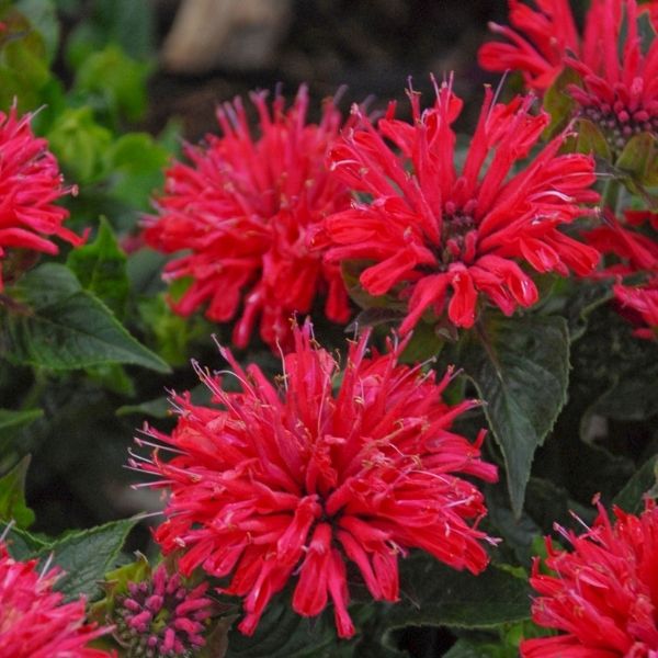 Proven Winners&reg; Pardon My Cerise Bee Balm - Nature Hills Nursery - #1 Container - 