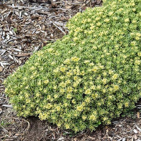 Proven Winners&reg; Rock 'N Low&trade; Boogie Woogie Sedum - Nature Hills Nursery - #1 Container - 
