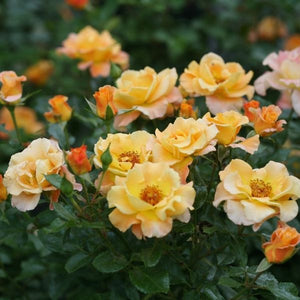 Proven Winners&reg; Su&ntilde;orita&reg; Shrub Rose - Nature Hills Nursery - #3 Container - 