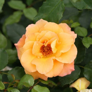 Proven Winners&reg; Su&ntilde;orita&reg; Shrub Rose - Nature Hills Nursery - #3 Container - 