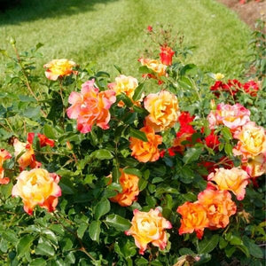 Proven Winners&reg; Su&ntilde;orita&reg; Shrub Rose - Nature Hills Nursery - #3 Container - 