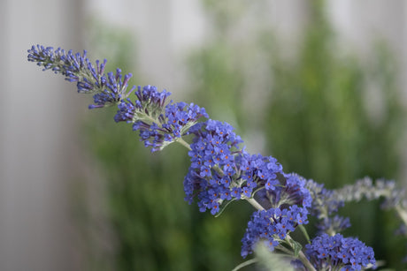 Psychedelic Sky Butterfly Bush displaying vivid blue-purple flower spikes with orange centers in a close-up garden view.