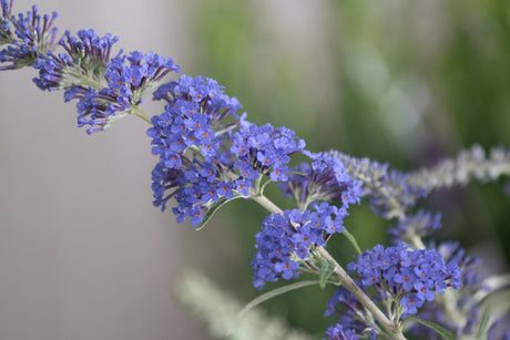 Psychedelic Sky Butterfly Bush displaying dense clusters of vivid blue-purple blooms with orange centers along arching stems.