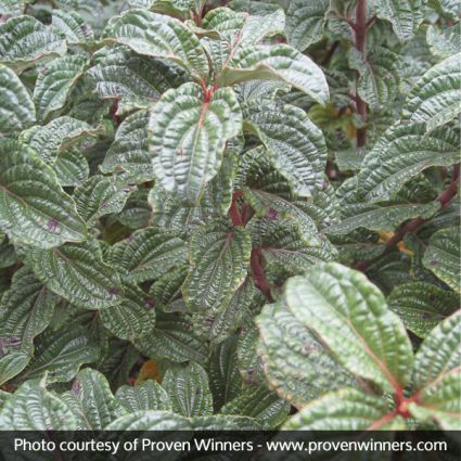 Pucker Up!&reg; Dogwood