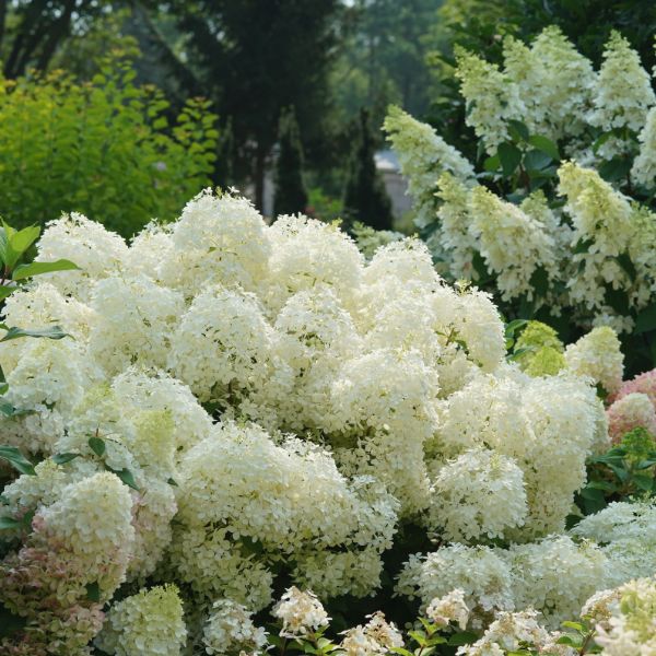 Proven Winners® Puffer Fish® Panicle Hydrangea Blooms