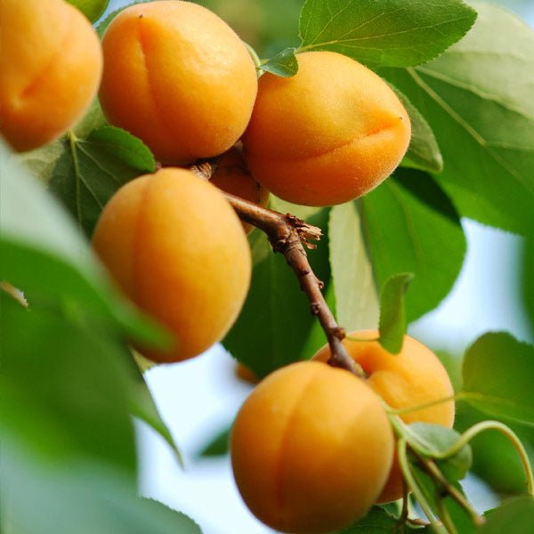 Puget Gold Apricot Tree - Nature Hills Nursery - Paper Pot 4 - 5 Feet - 