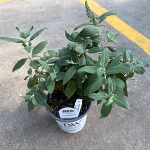 A small Pugster Blue Butterfly Bush plant in a pot with green foliage and a developing flower bud on concrete.