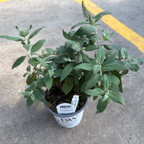 A small Pugster Blue Butterfly Bush plant in a pot with green foliage and a developing flower bud on concrete.