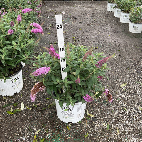 Proven Winners Pugster Pinker butterfly bush in a white container with a measurement stake at a nursery growing yard.