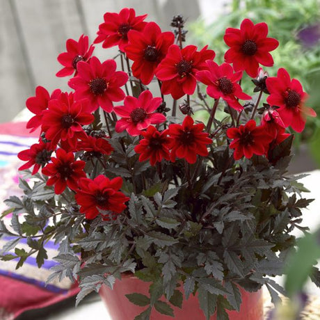 Pulp Fiction Dahlia - Annuals - Nature Hills Nursery - 