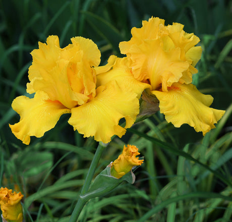 Two golden-yellow Pure As Gold bearded iris blooms with ruffled petals and unopened buds in a garden.
