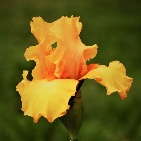 Pure As Gold Bearded Iris - Perennial - Nature Hills Nursery - 1 Container - 