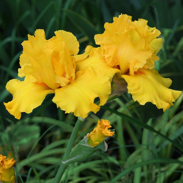 Pure As Gold Bearded Iris - Perennial - Nature Hills Nursery - 1 Container - 
