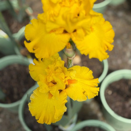 Pure As Gold Bearded Iris - Perennial - Nature Hills Nursery - 1 Container - 