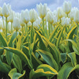 Purissima Blonde Tulip - Nature Hills Nursery - 8 Pack Bulbs - 