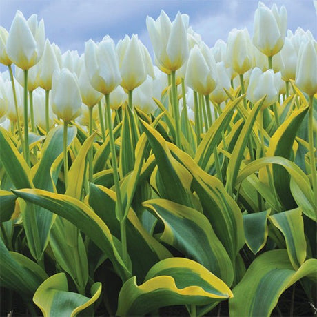 Purissima Blonde Tulip - Nature Hills Nursery - 8 Pack Bulbs - 