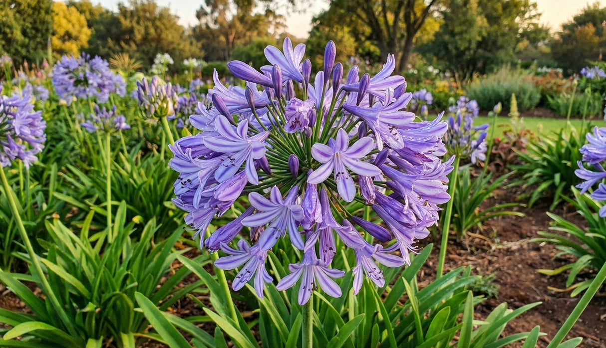 A garden bed filled with multiple purple Agapanthus plants in full bloom, showing their tall stems and green foliage.