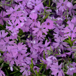 Purple Beauty Creeping Phlox (Phlox subulata 'Purple Beauty'), a perennial featuring purple flowers and perennial.