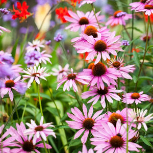 Purple Coneflower - Nature Hills Nursery - #1 Container - 