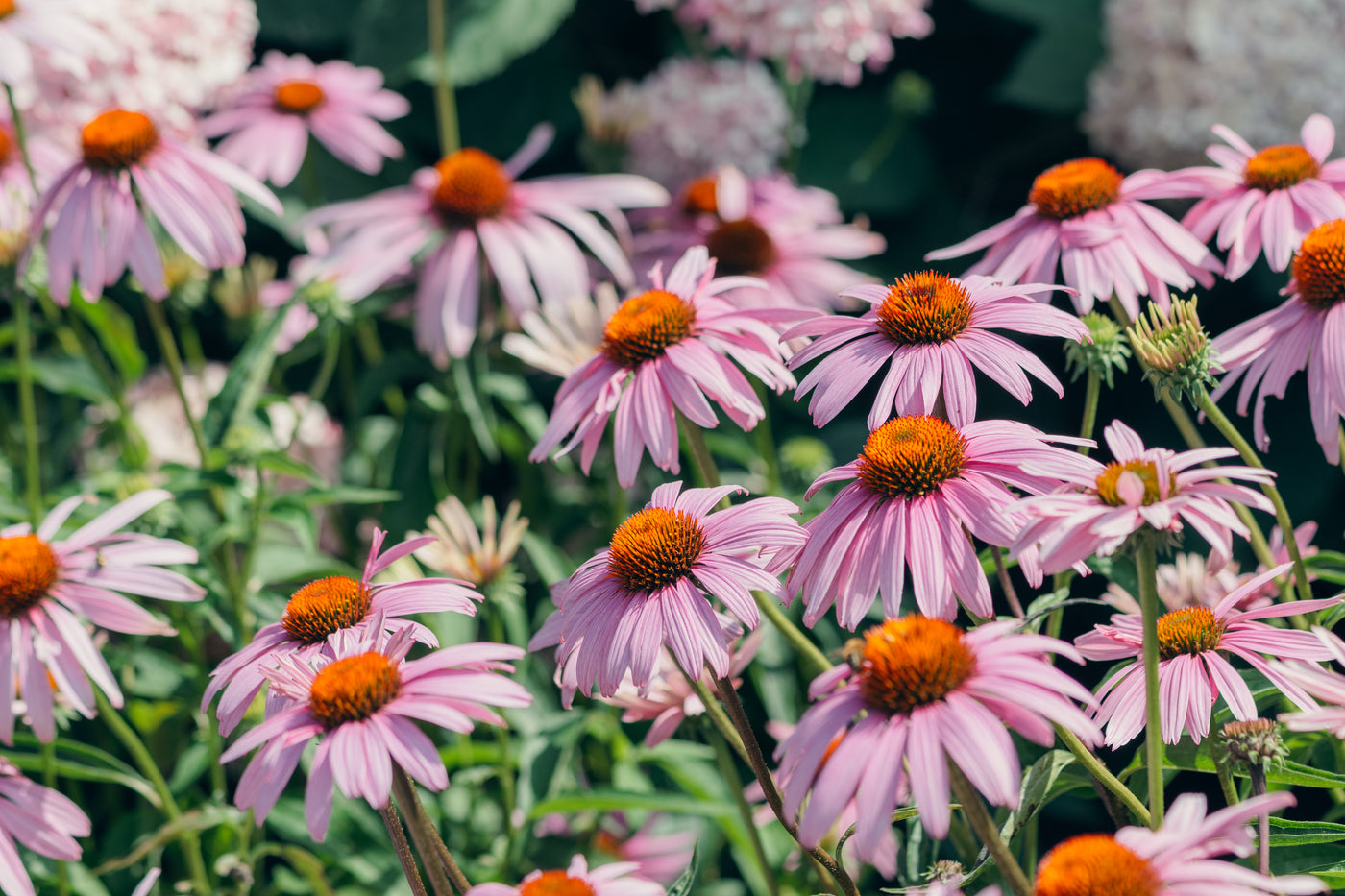 Purple coneflowers, Echinacea purpurea, blooming in a sunny garden with bright orange centers and pink petals.