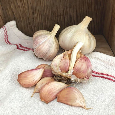 Purple Creole Garlic - Nature Hills Nursery - 3 Pack Cloves - 