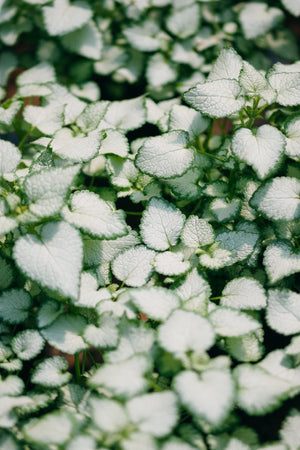 Purple Dragon Dead Nettle groundcover with silvery-white variegated leaves and dark green edges spreading densely.