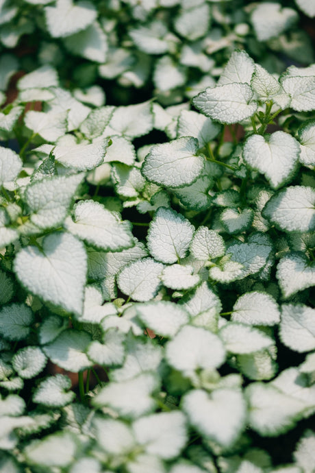 Purple Dragon Dead Nettle groundcover with silvery-white variegated leaves and dark green edges spreading densely.