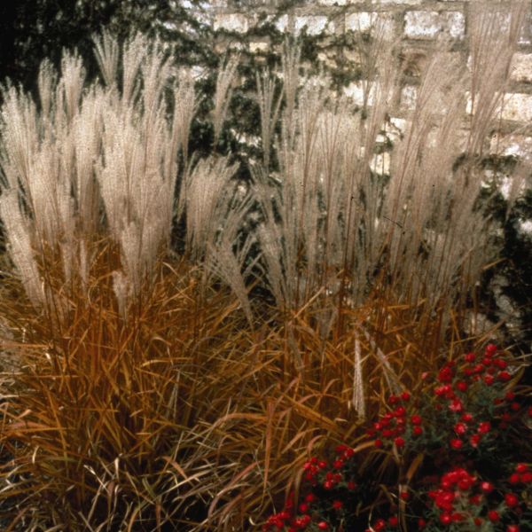 Purple Flame Grass