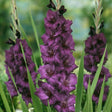 Purple Flora Gladiolus - Nature Hills Nursery - 12 Pack Bulbs - 