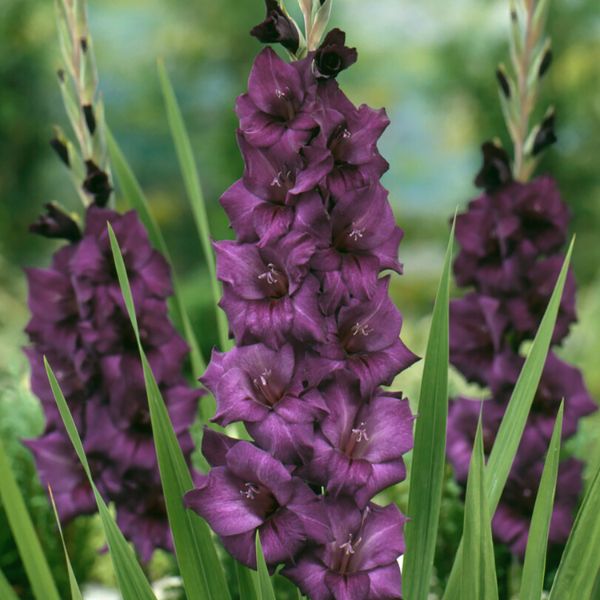 Purple Flora Gladiolus - Nature Hills Nursery - 12 Pack Bulbs - 