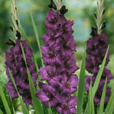 Purple Flora Gladiolus - Nature Hills Nursery - 12 Pack Bulbs - 