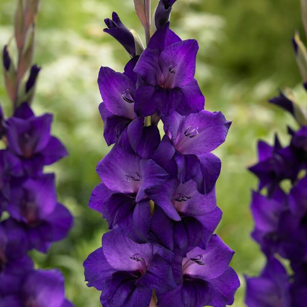 Purple Flora Gladiolus - Nature Hills Nursery - 12 Pack Bulbs - 