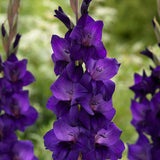 Purple Flora Gladiolus - Nature Hills Nursery - 12 Pack Bulbs - 